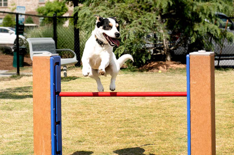 Dog Agility Equipment